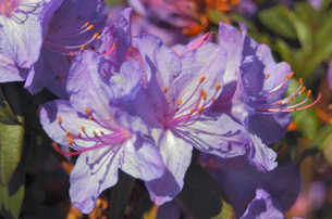 English_roseum_rhodie