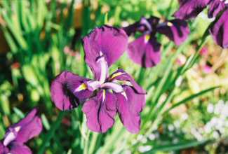 japanese_iris_tp