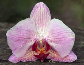 Orchid_blossom_4_pb_2