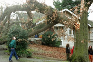 broken tree branch seattle windstorm